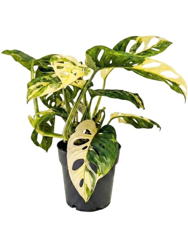 Filodendro Monkey Mask variegato -...