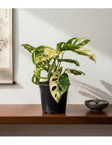 Filodendro Monkey Mask variegato -...