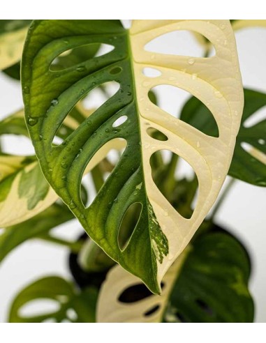 Filodendro Monkey Mask variegato -...