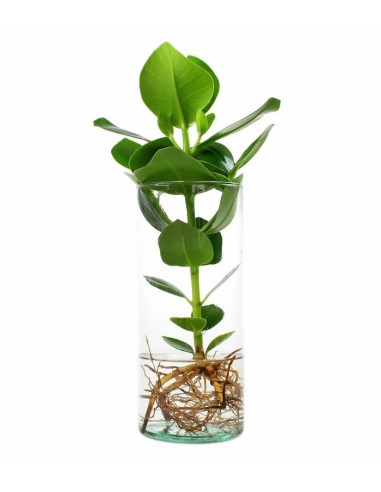 Clusia Princess Idroponica