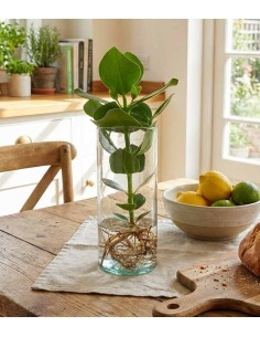 Clusia Princess Idroponica 2