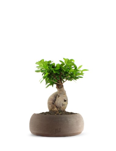 Ficus Ginseng M