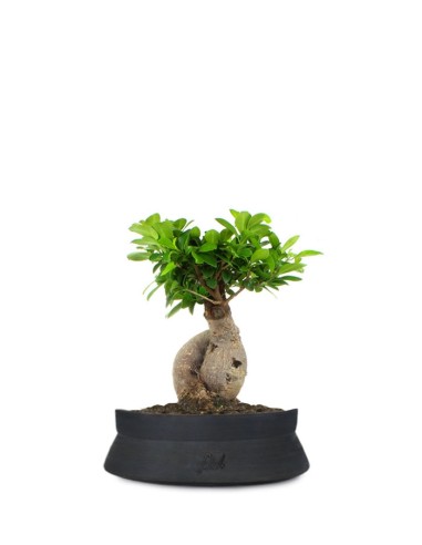 Ficus Ginseng M