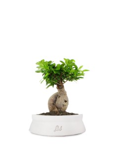 Ficus Ginseng M 2