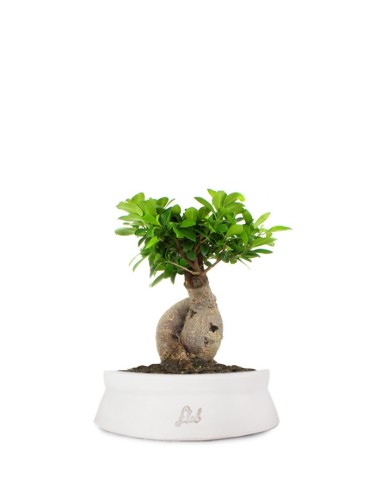 Ficus Ginseng M