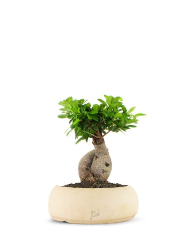 Ficus Ginseng M