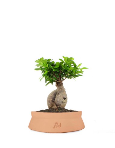 Ficus Ginseng M