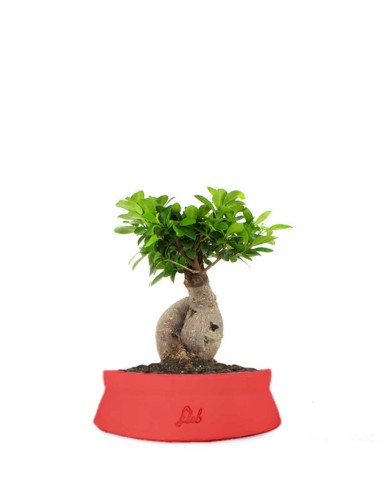 Ficus Ginseng M