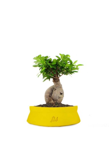 Ficus Ginseng M