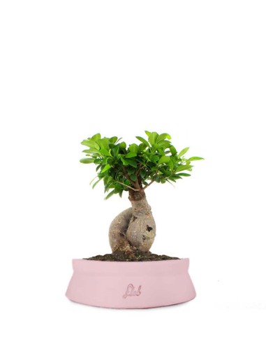 Ficus Ginseng M