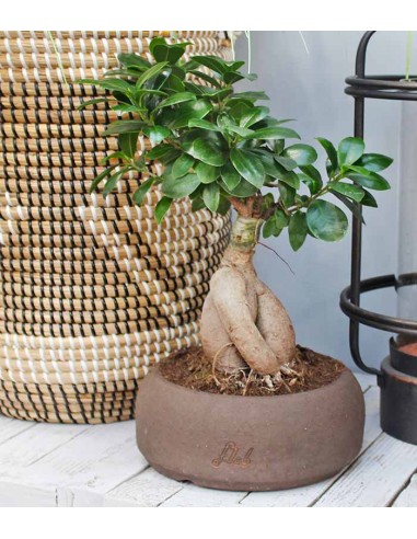Ficus Ginseng M