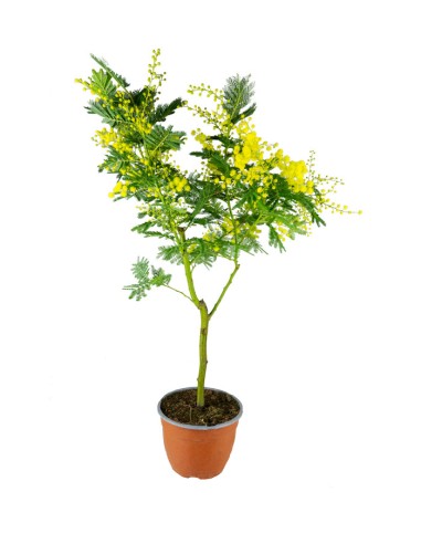 Pianta di mimosa ad alberello | 80 cm