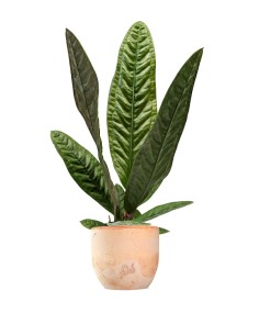 Anthurium Superbum | 50 cm