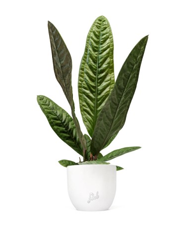 Anthurium Superbum | 50 cm