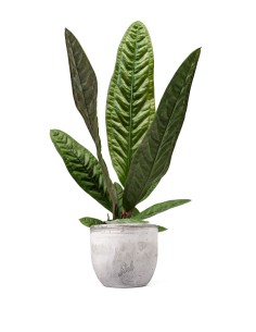 Anthurium Superbum | 50 cm 2