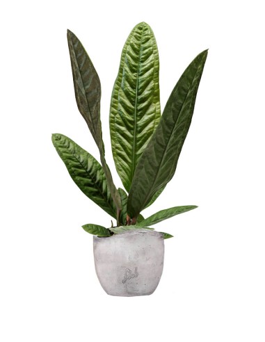 Anthurium Superbum | 50 cm