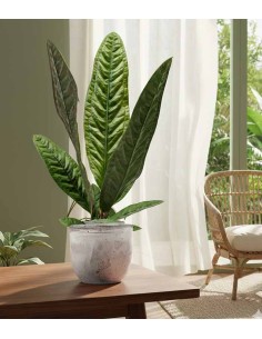 Anthurium Superbum | 50 cm 2