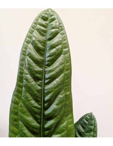 Anthurium Superbum | 50 cm