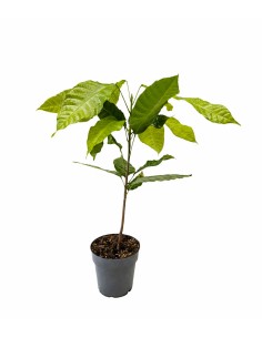 Pianta di Cacao Theobroma |...