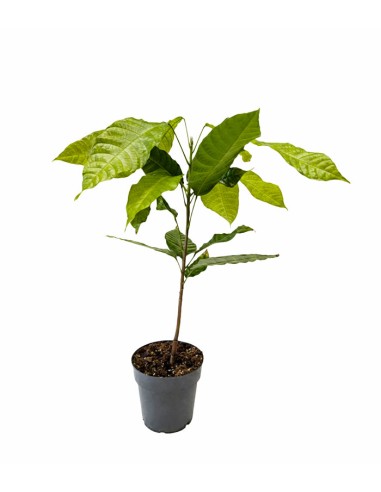 Pianta di Cacao Theobroma