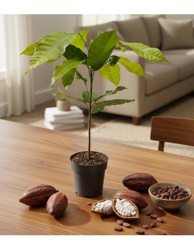 Pianta di Cacao Theobroma