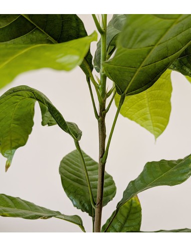 Pianta di Cacao Theobroma