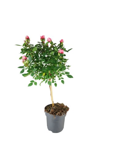 Rosa ad alberello - Pianta...