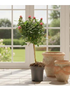 Rosa ad Alberello | Rosa o... 2