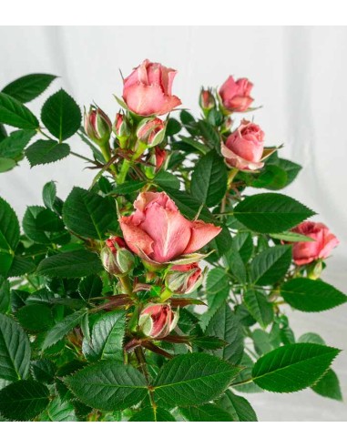 Rosa ad alberello - Pianta...