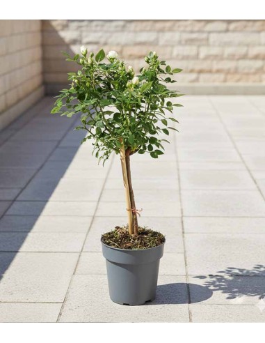 Rosa ad Alberello | Rosa o Bianca H...