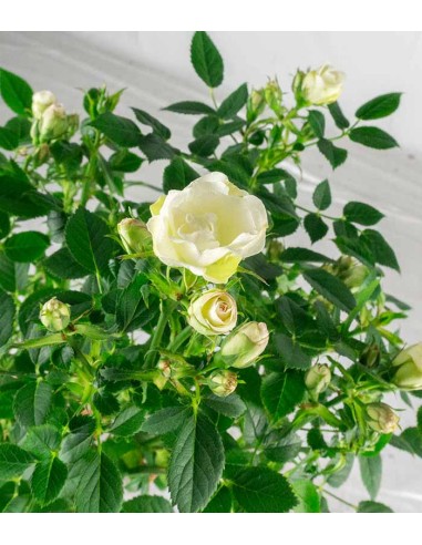 Rosa ad alberello - Pianta...