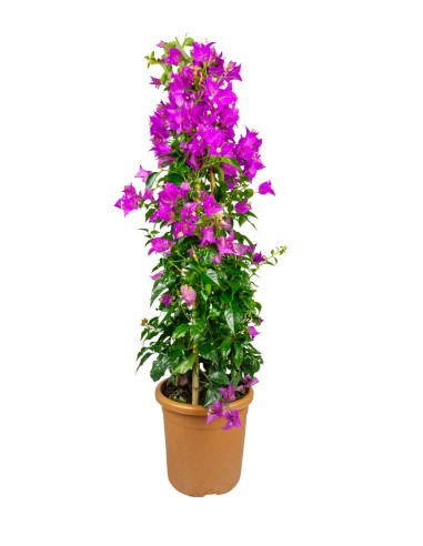Bougainvillea glabra