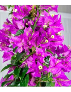 Bougainvillea glabra 2