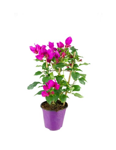 Bougainvillea a spalliera in vaso - Ø...