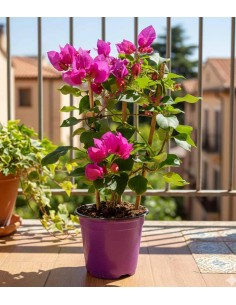 Bougainvillea a spalliera... 2
