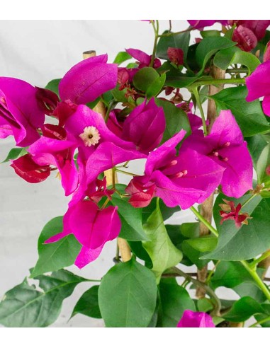 Bougainvillea a spalliera in vaso - Ø...
