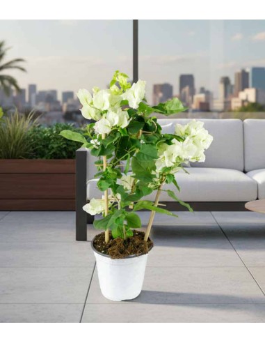 Bougainvillea a spalliera in vaso - Ø...