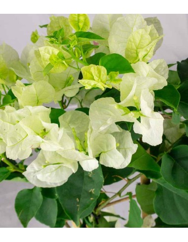 Bougainvillea a spalliera in vaso - Ø...