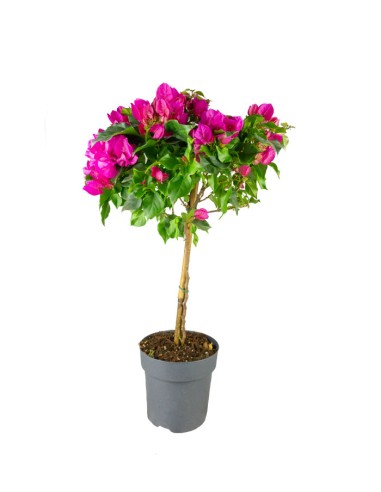 Bougainvillea Alberello | 80 cm