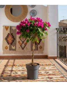 Bougainvillea Alberello |... 2