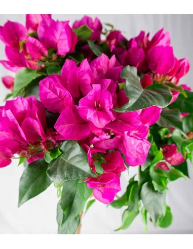 Bougainvillea Alberello | 80 cm