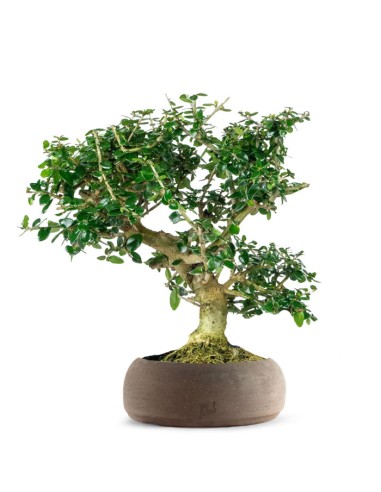 Olivastro esemplare 10 anni