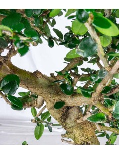 Olivastro esemplare 10 anni 2