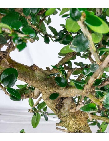 Olivastro esemplare 10 anni