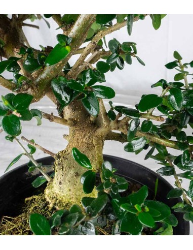 Olivastro esemplare 10 anni