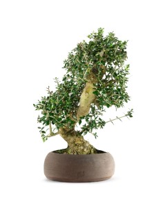 Olivastro Esemplare 12 anni