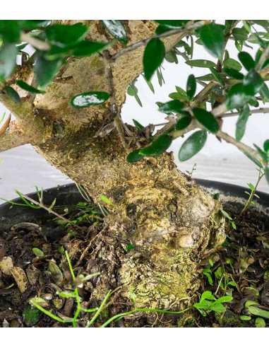 Olivastro Esemplare 12 anni