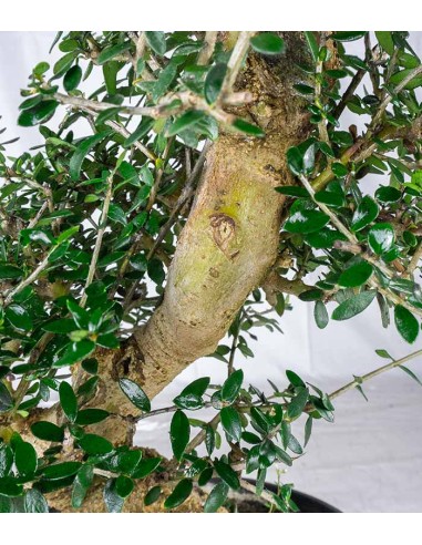 Olivastro Esemplare 12 anni