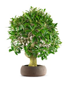 Olivo esemplare 14 anni