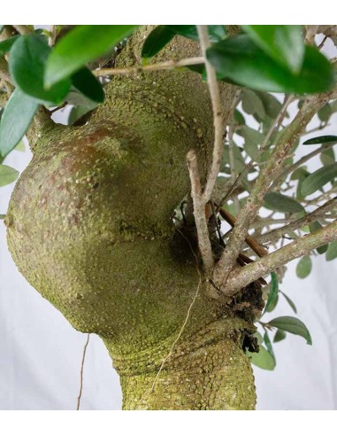 Olivo esemplare 14 anni